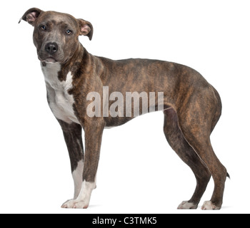 American Staffordshire Terrier, 8 mois in front of white background Banque D'Images