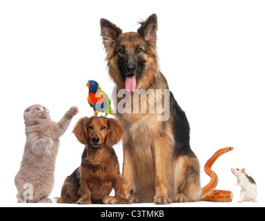 Groupe d'animaux in front of white background Banque D'Images