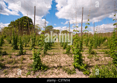 Hop Vignes Angleterre Kent Sandhurst Banque D'Images
