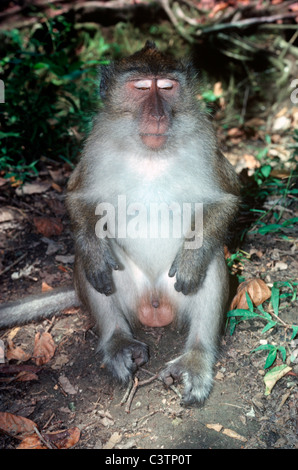 / Long-tailed macaques mangeurs de crabes (Macaca fascicularis) masculin afficher ses paupières blanches, en Java pour les forêts tropicales Banque D'Images