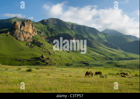 Les chevaux dans le domaine à l'extérieur de Clarens, Free State, Afrique du Sud Banque D'Images