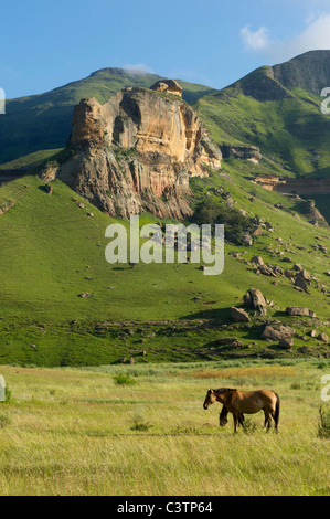 Les chevaux dans le domaine à l'extérieur de Clarens, Free State, Afrique du Sud Banque D'Images