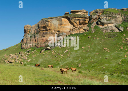 Les chevaux dans le domaine à l'extérieur de Clarens, Free State, Afrique du Sud Banque D'Images