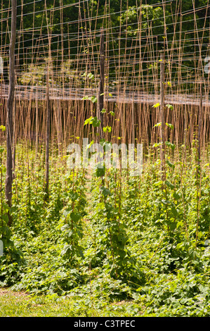 Hop Vignes Kent Englan Sandhurst Banque D'Images