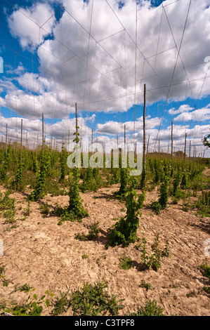 Hop Vignes Angleterre Kent Sandhurst Banque D'Images