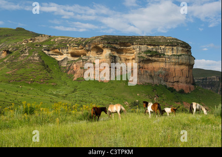 Les chevaux dans le domaine à l'extérieur de Clarens, Free State, Afrique du Sud Banque D'Images