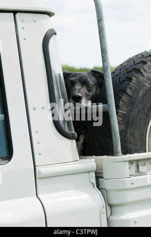 Chien Noir en pick up truck en attente retour propriétaires de chiens au Royaume-Uni Banque D'Images