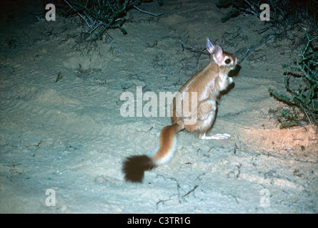 Train (Pedetes capensis : Pedetidae) la nuit dans le désert du Kalahari, Afrique du Sud Banque D'Images