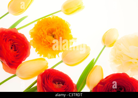 Renoncules et fleurs tulipes