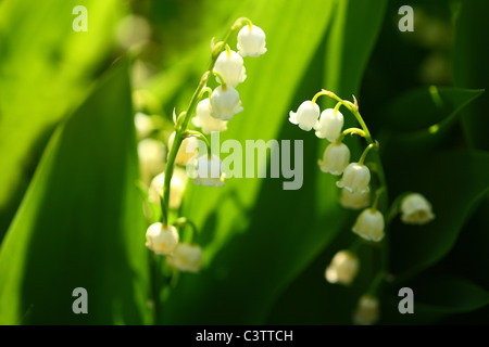 Lily of the valley Banque D'Images