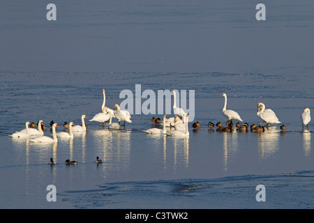 Le Cygne tuberculé (Cygnus olor) et les canards sur le lac gelé en hiver, Allemagne Banque D'Images