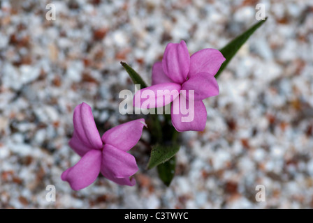 Rhodohypoxis baurii Stella croissant dans un récipient Banque D'Images