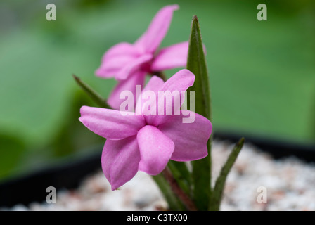 Rhodohypoxis baurii Stella croissant dans un récipient Banque D'Images