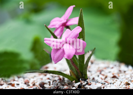 Rhodohypoxis baurii Stella croissant dans un récipient Banque D'Images