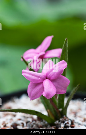 Rhodohypoxis baurii Stella croissant dans un récipient Banque D'Images