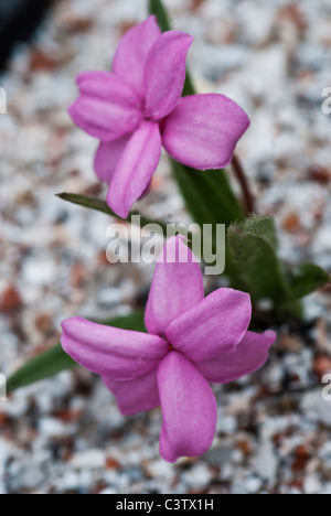 Rhodohypoxis baurii Stella croissant dans un récipient Banque D'Images