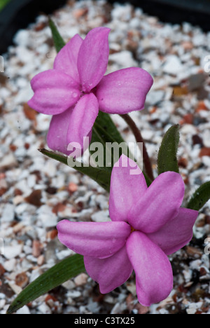 Rhodohypoxis baurii Stella croissant dans un récipient Banque D'Images