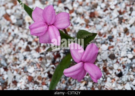 Rhodohypoxis baurii Stella croissant dans un récipient Banque D'Images