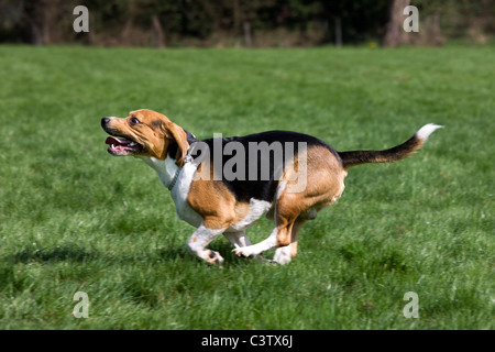 Beagle (Canis lupus familiaris) s'exécutant dans jardin Banque D'Images