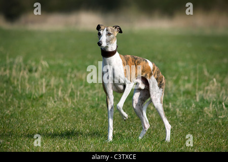 Whippet (Canis lupus familiaris) dans la zone Banque D'Images
