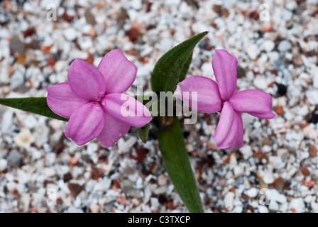 Rhodohypoxis baurii Stella croissant dans un récipient Banque D'Images