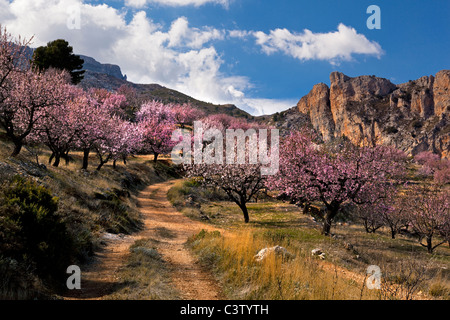 Chemin sinueux à travers la floraison des amandiers en fleurs Banque D'Images
