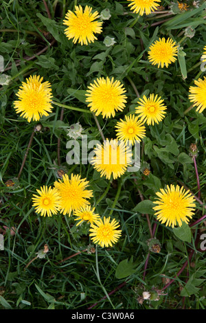 Le pissenlit Taraxacum officinale commune en Amérique du Nord Banque D'Images