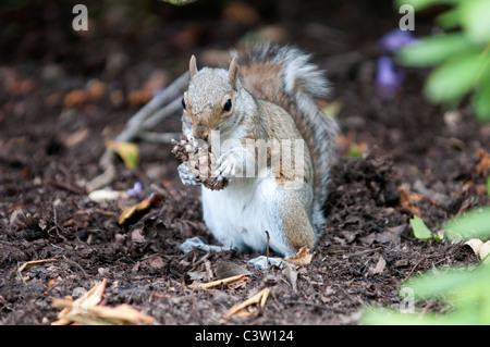 Nature de la faune écureuil gris Sciurus Carolinensus Ville London Greenwich park manger des noix noix uk Grande-bretagne angleterre Banque D'Images