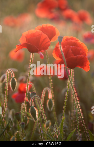 De plus en plus glorieux coquelicots rouges dans les champs près de Cheltenham dans les Cotswolds d'Angleterre Banque D'Images