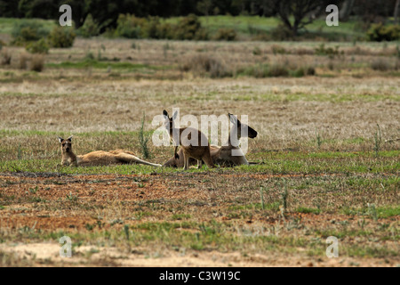 La famille kangourou en prairie, le sud-ouest de l'Australie Banque D'Images