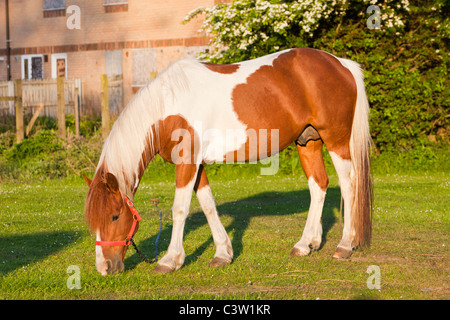 Un cheval attaché sur des terres libres en Billingham sur Teeside, UK, en face d'une maison à l'abandon. Banque D'Images