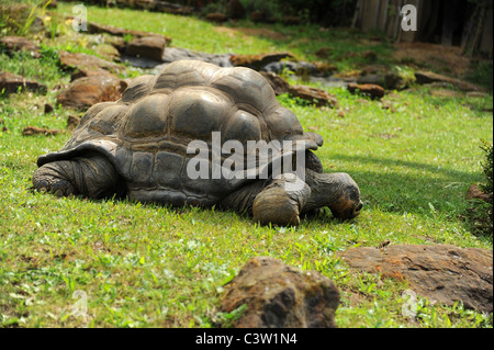 Tortue géante des Galapagos, le Zoo de Londres Banque D'Images