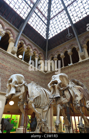 Des squelettes d'éléphants le Musée d'histoire naturelle de l'Université d'Oxford, Oxford, Angleterre Banque D'Images