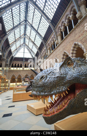 T. Rex Dinosaur model tête au Musée d'histoire naturelle de l'Université d'Oxford, Oxford, Angleterre Banque D'Images