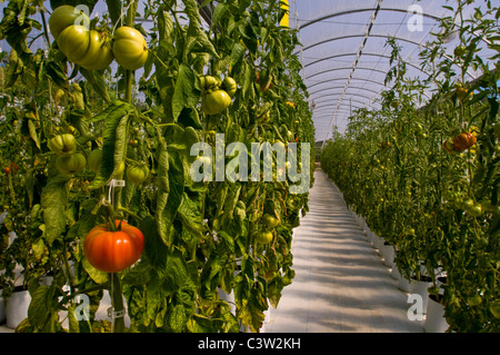 Les tomates fraîches heirloom de plus en ambiance contrôlée, serre hydroponique Linn's Family Farm, près de Cambria, Californie Banque D'Images