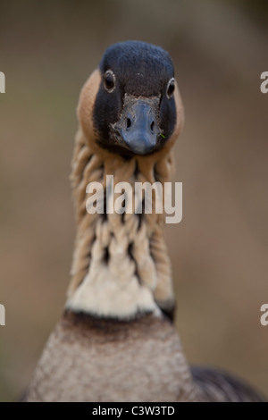 Hawaiian Goose ou NE-SW (Branta sandvicensis). Mâle adulte ou Gander. Vue sur la tête montrant la stéréovision position des yeux. Banque D'Images