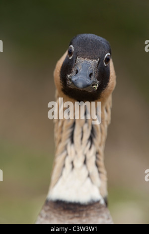 Hawaiian Goose ou NE-SW (Branta sandvicensis). Mâle adulte ou Gander. Vue sur la tête montrant la stéréovision position des yeux. Banque D'Images