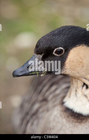 Hawaiian Goose ou NE-SW (Branta sandvicensis). Portrait. Les espèces en voie de disparition. Banque D'Images