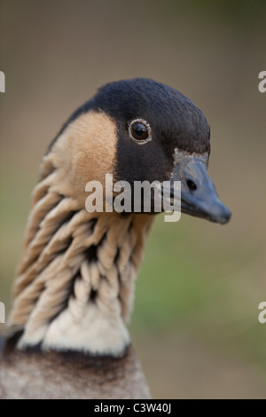 Hawaiian Goose ou NE-SW (Branta sandvicensis). Portrait. Les espèces en voie de disparition. Banque D'Images