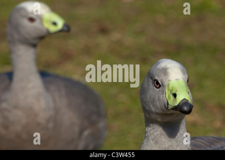 Ou Cape Barren Geese (Cereopsis novaehollandiae Cereopsis). Îles au large de l'Australie. Banque D'Images