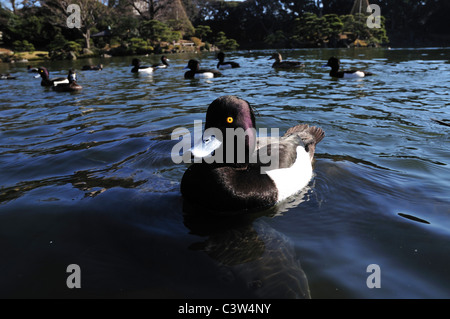 Fuligule morillon, Koto ward, Tokyo Prefecture, Honshu, Japan Banque D'Images