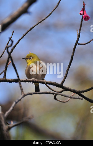 Japanese White-eye Banque D'Images