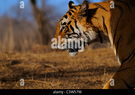 Head shot of a male tigre dans la forêt décidue sèche de la réserve de tigres de Ranthanbhore Banque D'Images