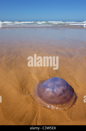 Méduse pourpre échoués sur les plages de sable de la baie de Dana - Province de Western Cape - Afrique du Sud Banque D'Images