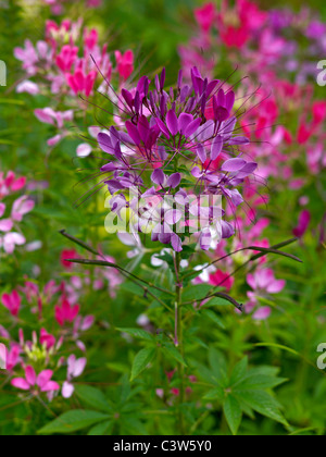 Close up of Cleome spinosa au Plessis Sasnieres Banque D'Images