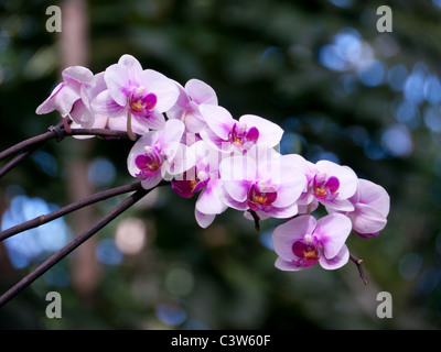 Près d'une orchidée dans la serre tropicale dans les jardins de la Royal Horticultural Society, Wisley, UK Banque D'Images