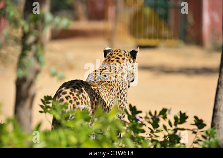 Leopard sur les pistes dans la réserve de tigres de Ranthambhore Banque D'Images