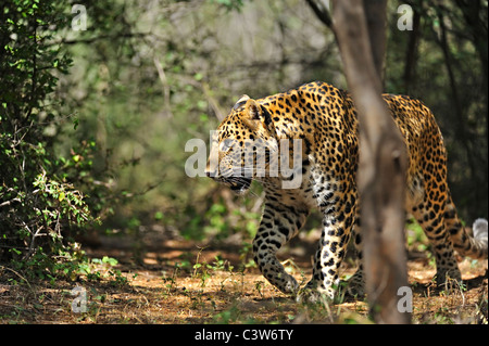 Leopard sur les pistes dans la réserve de tigres de Ranthambhore Banque D'Images