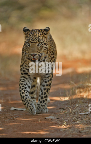 Leopard sur les pistes dans la réserve de tigres de Ranthambhore Banque D'Images