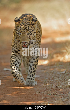 Leopard sur les pistes dans la réserve de tigres de Ranthambhore Banque D'Images